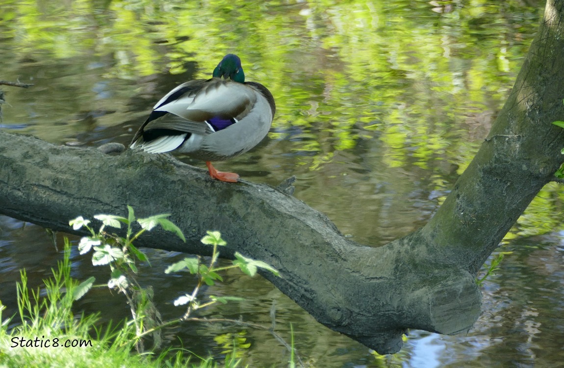 Male Mallard sleeping on a tree limb over the water