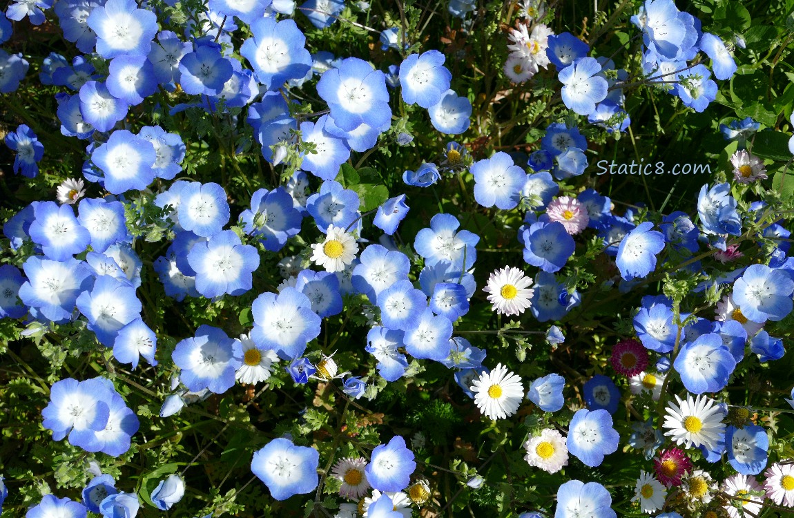 Baby Blue Eye blooms