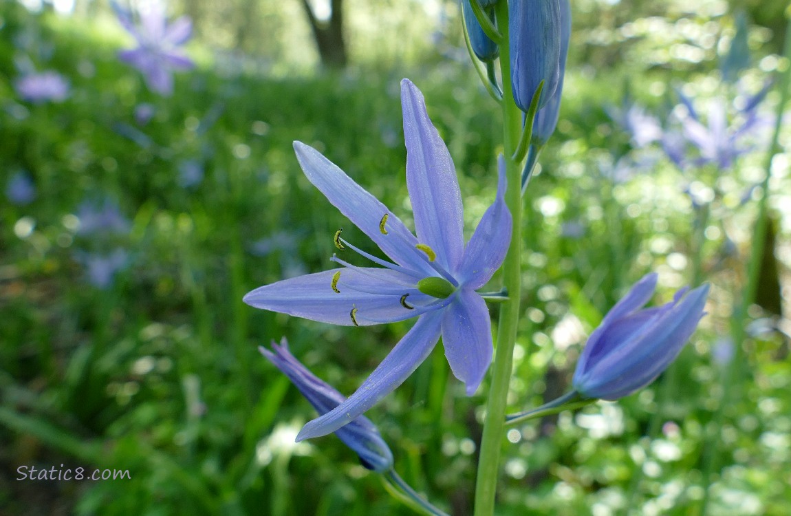 Camas Lily bloom