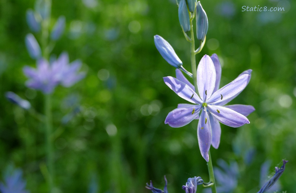 Camas Lily blooms