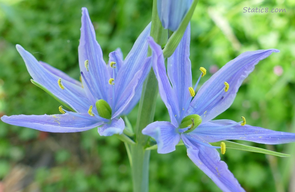 Camas Lily blooms