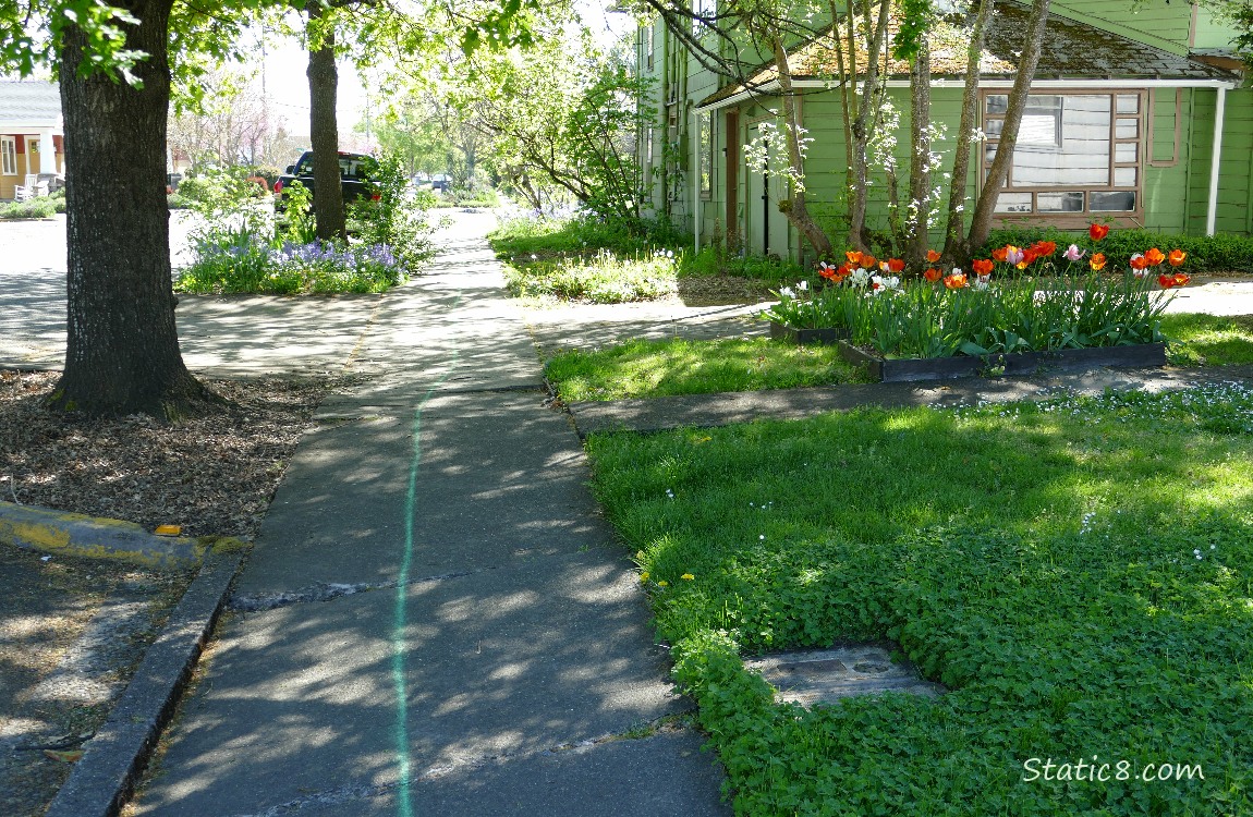 Spray painted green line going down a neighborhood sidewalk with trees and flowers in a front yard