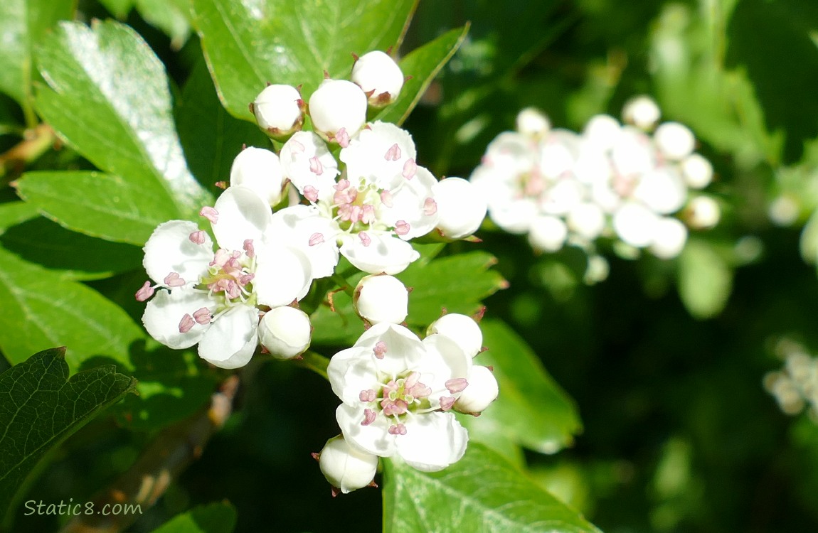 Hawthorn tree blooms