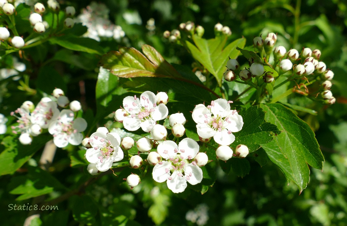 Hawthorn tree blooms