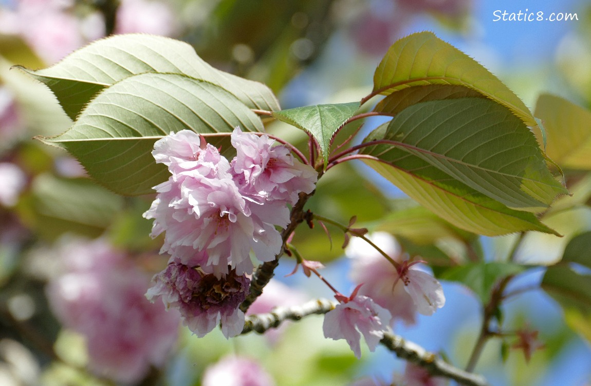 Pink Ornamental Cherry Blossoms