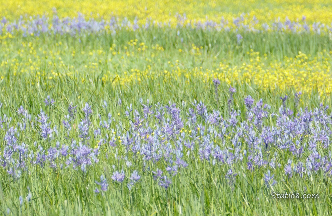 Prairie with stripes of yellow and purple blooms