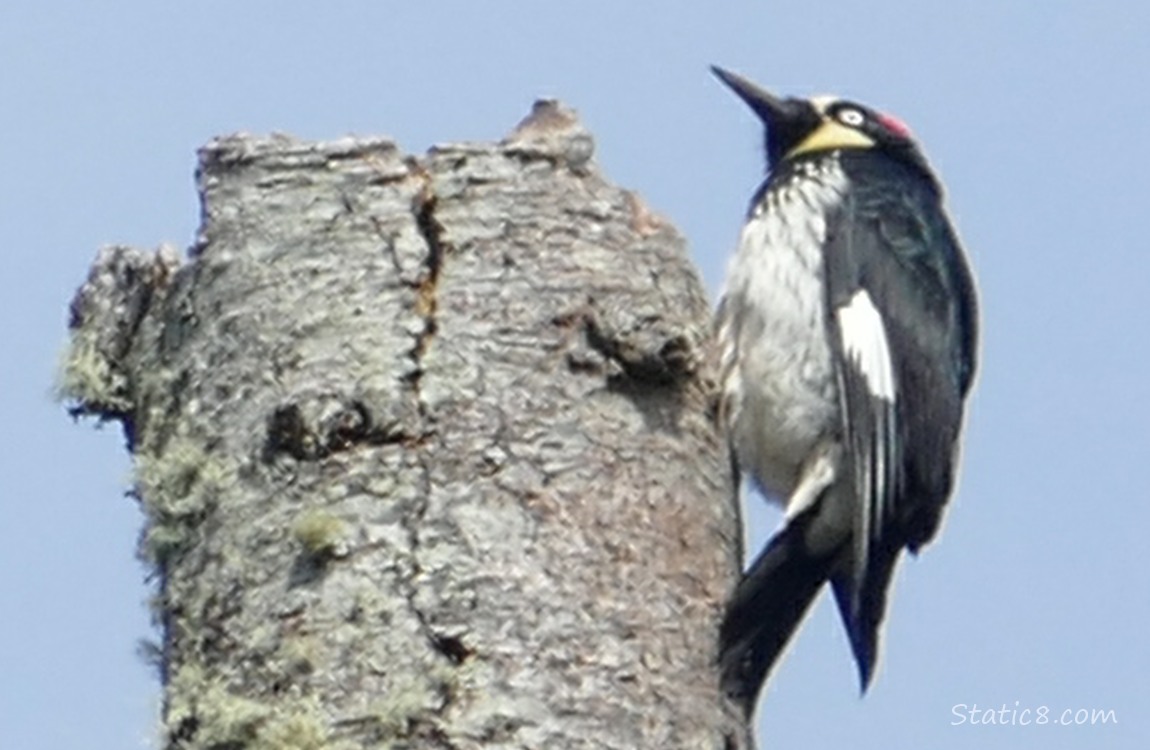 Acorn Woodpecker standing at the top of a snag