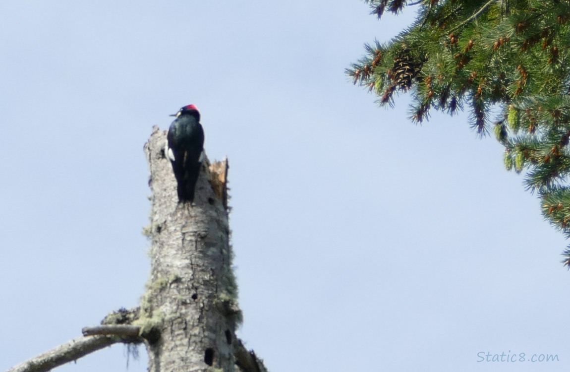 Acorn Woodpecker standing at the top of a snag