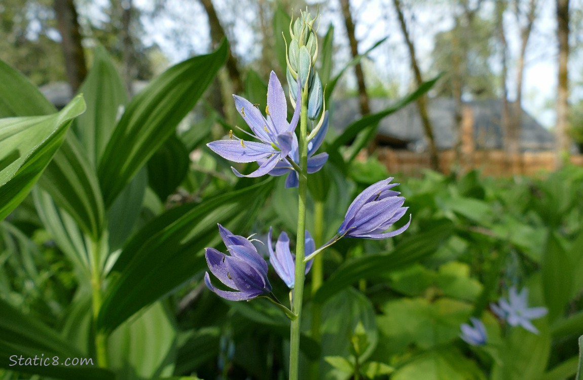 Camas Lily blooms