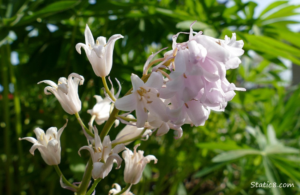 Pink Spanish Bluebells