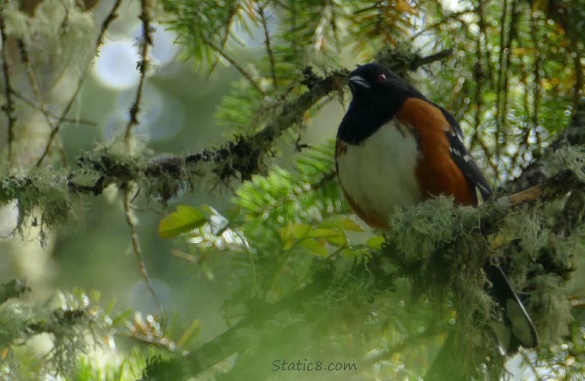 Spotted Towhee standing in a mossy tree