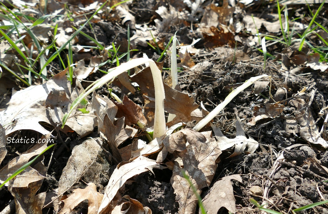 A munched on stalk of Bok Choy