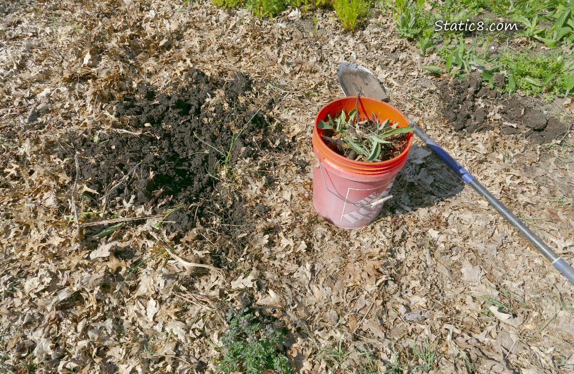 Dug up area in the garden with a full bucket of plant material and a shovel