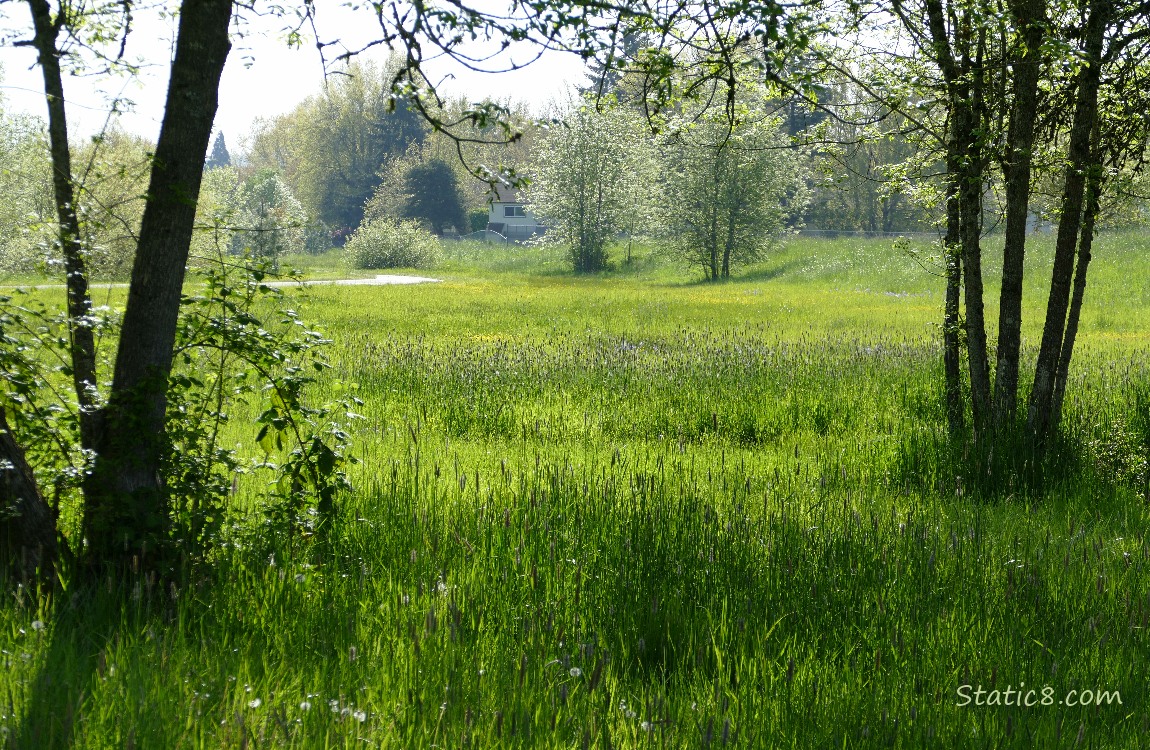 Looking past the trees at the prairie beyond