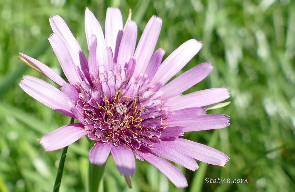 A purple Salsify bloom