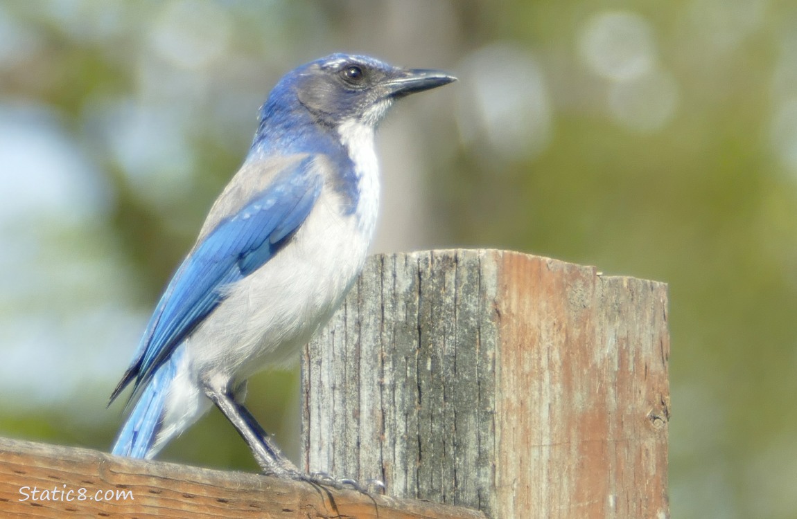 Scrub Jay standing on a wood fence