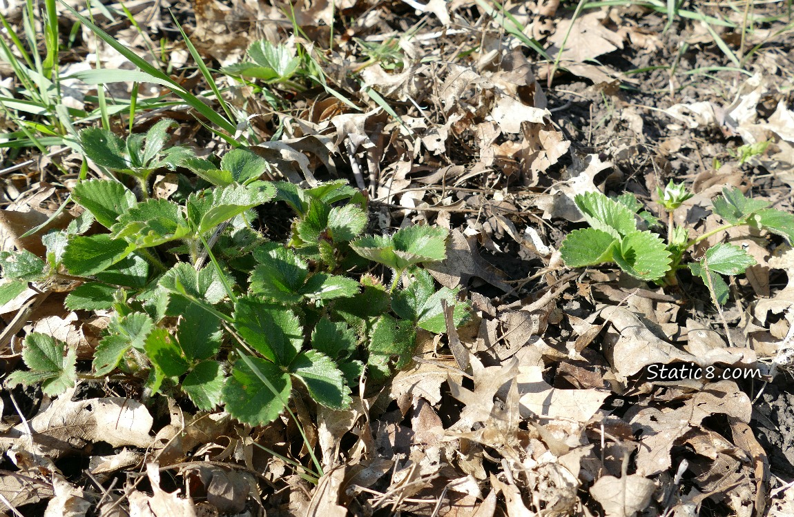 Strawberry plants thru the mulch