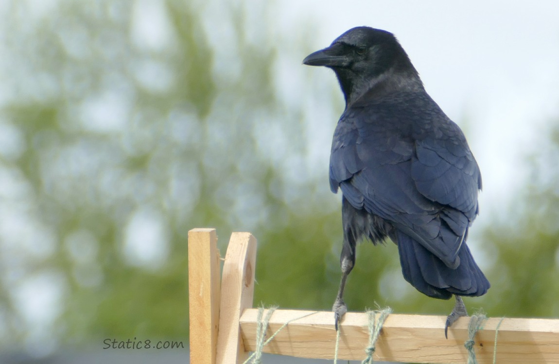 Crow standing on a wood trellis, looking over her shoulder