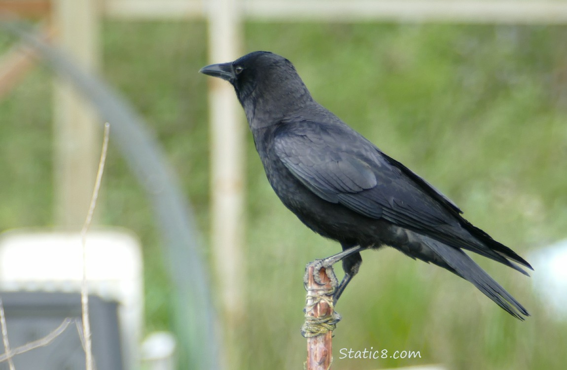 Crow has settled on the metal post