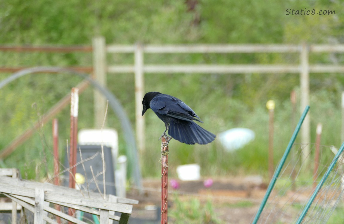 Crow landing on a metal post in the garden