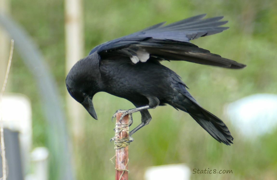 Crow with wings spread, looking down at her perch