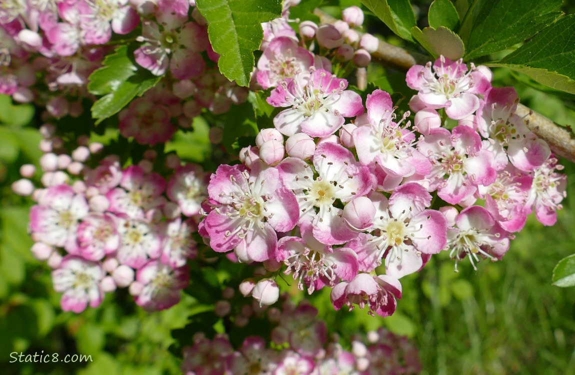 Hawthorn blooms