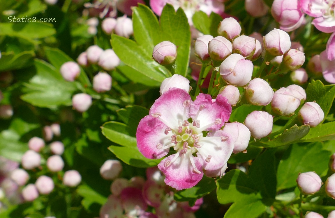 Hawthorn blooms and buds