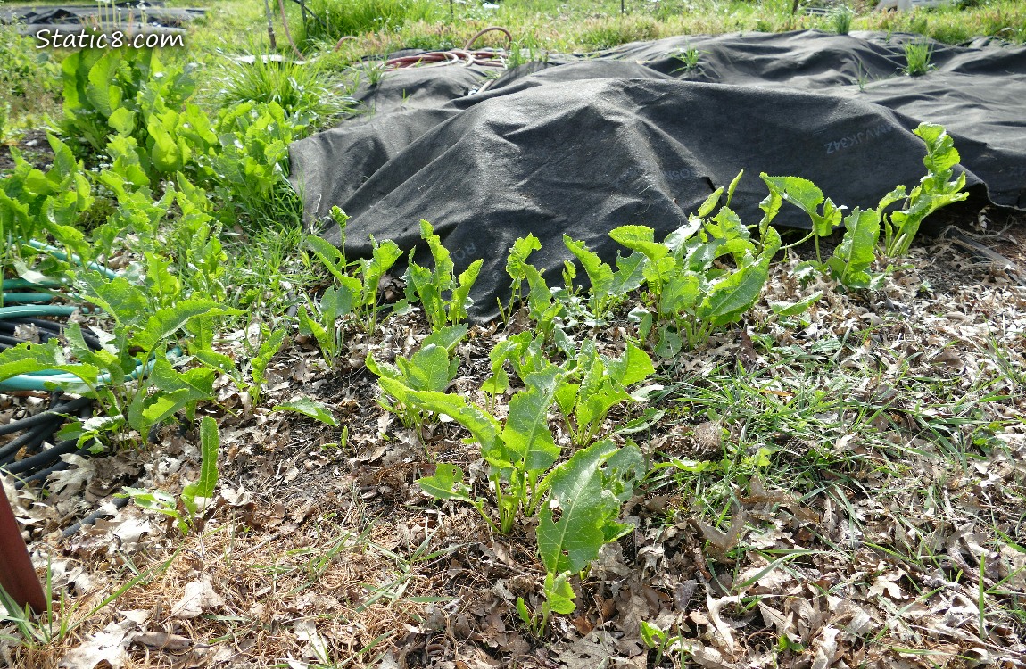 Horseradish leaves coming up thru the mulch