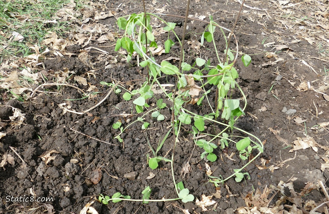 Planted snap pea plants