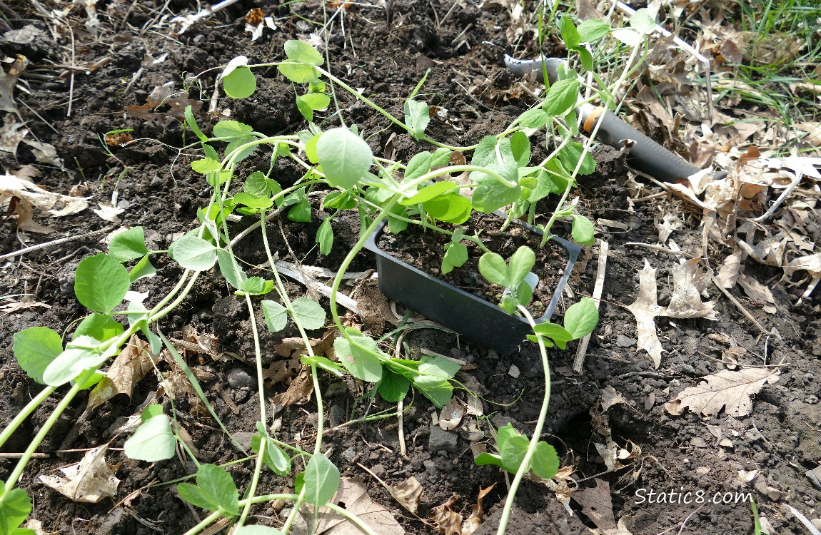 Pea plants in seedling pot