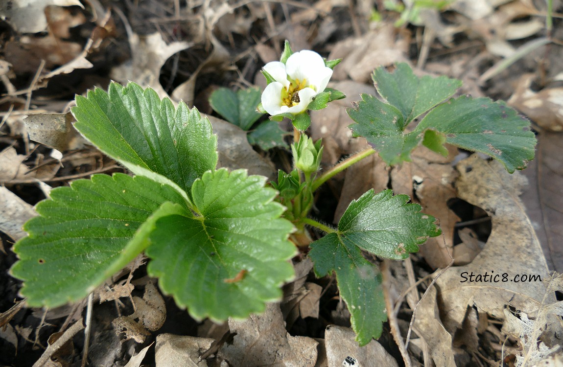 Leaves and white flower of a strawberry plant, coming up thru the mulch