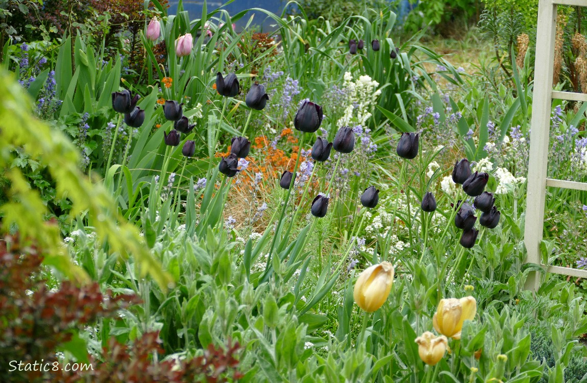 Flowers in a yard with Black Tulips