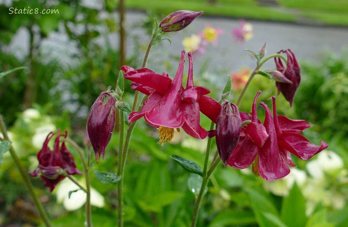 Deep red Columbine blooms