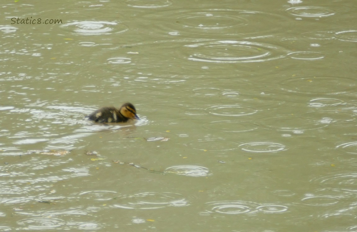 Single duckling paddling in rain splashed creek