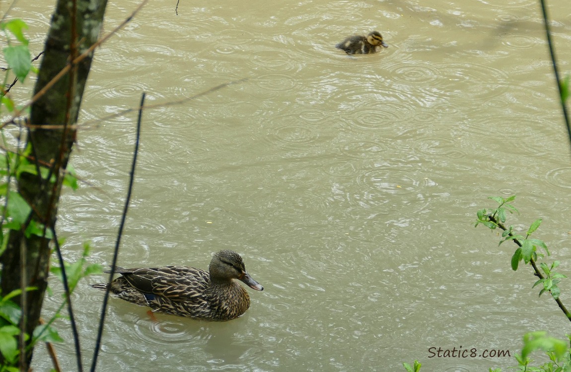 Mama Mallard and a duckling paddling on rain splashed creek