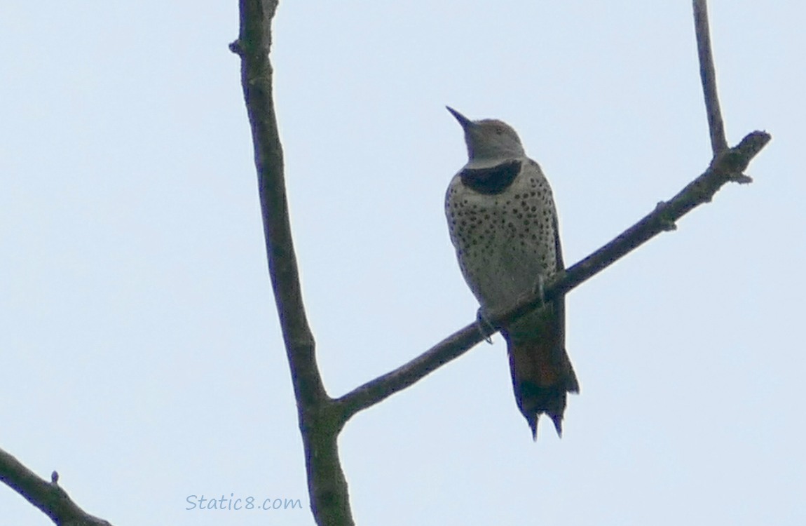 Flicker standing on the twig of a snag