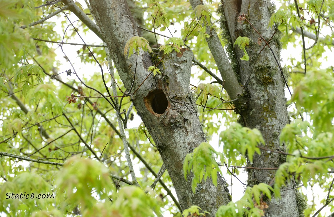 Woodpecker hole in a tree branch