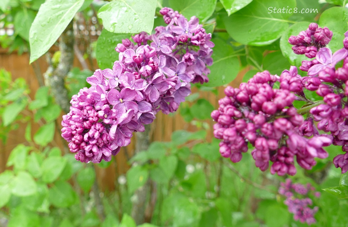 Red Violet Lilic blooms