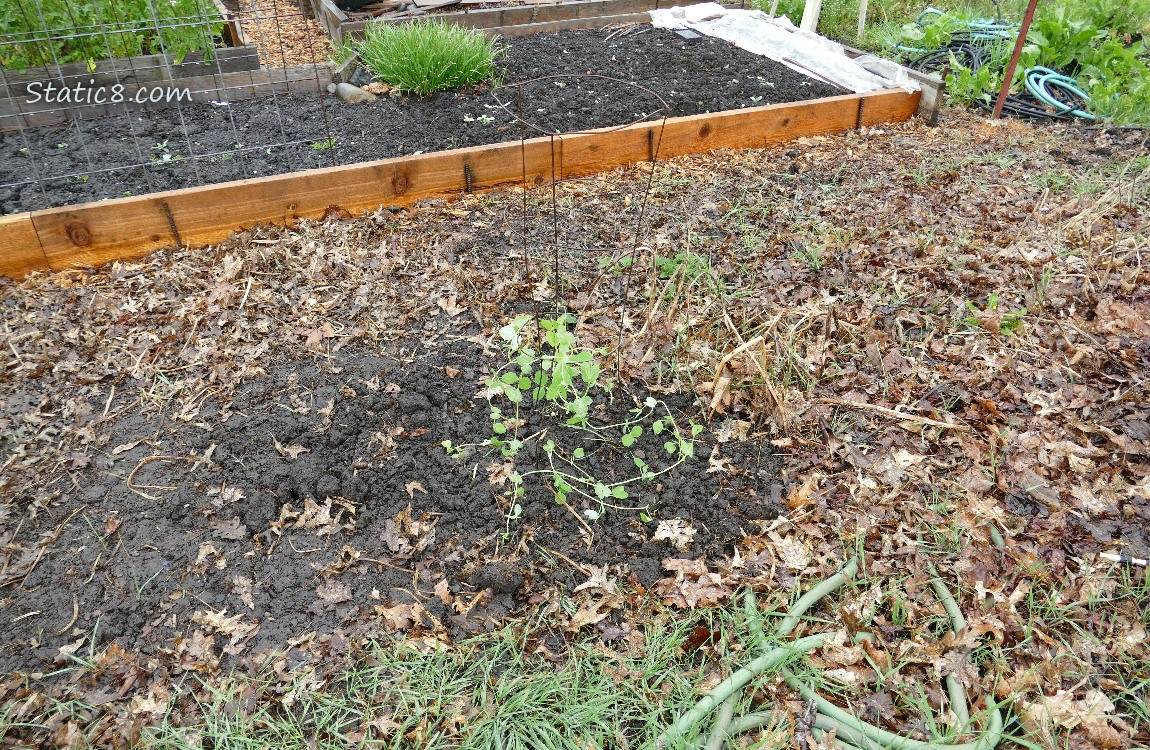 Snap Peas in the garden