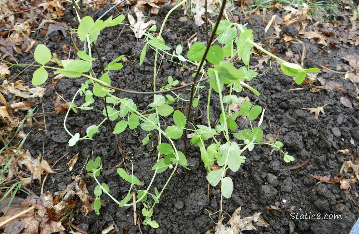 Snap Peas in the garden