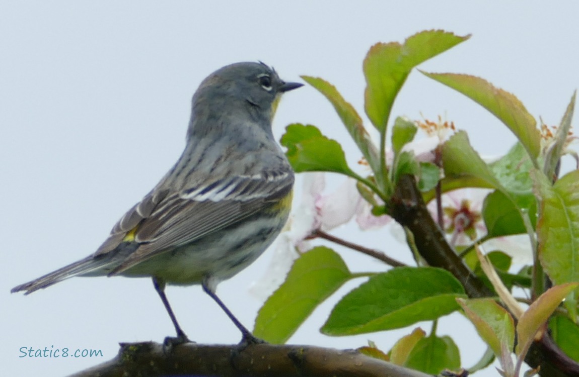 Yellow Rumped Warbler standing on a branch, looking away