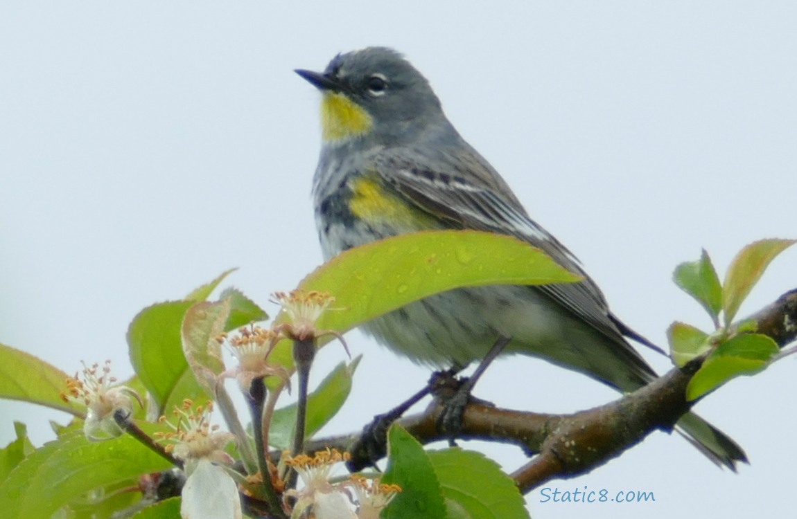 Yellow Rump Warbler standing at the top of a tree