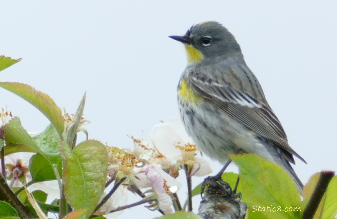 Yellow Rumped Warbler standing in a tree