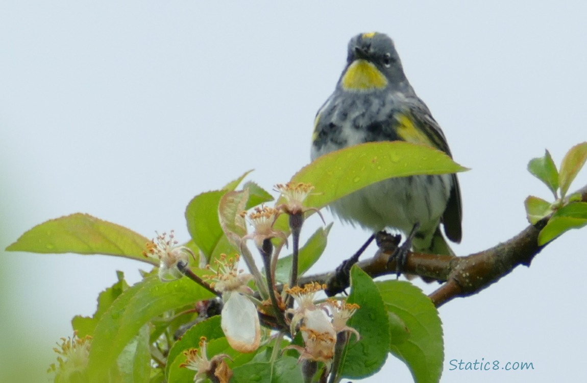 Yellow Rump Warbler standing in a tree