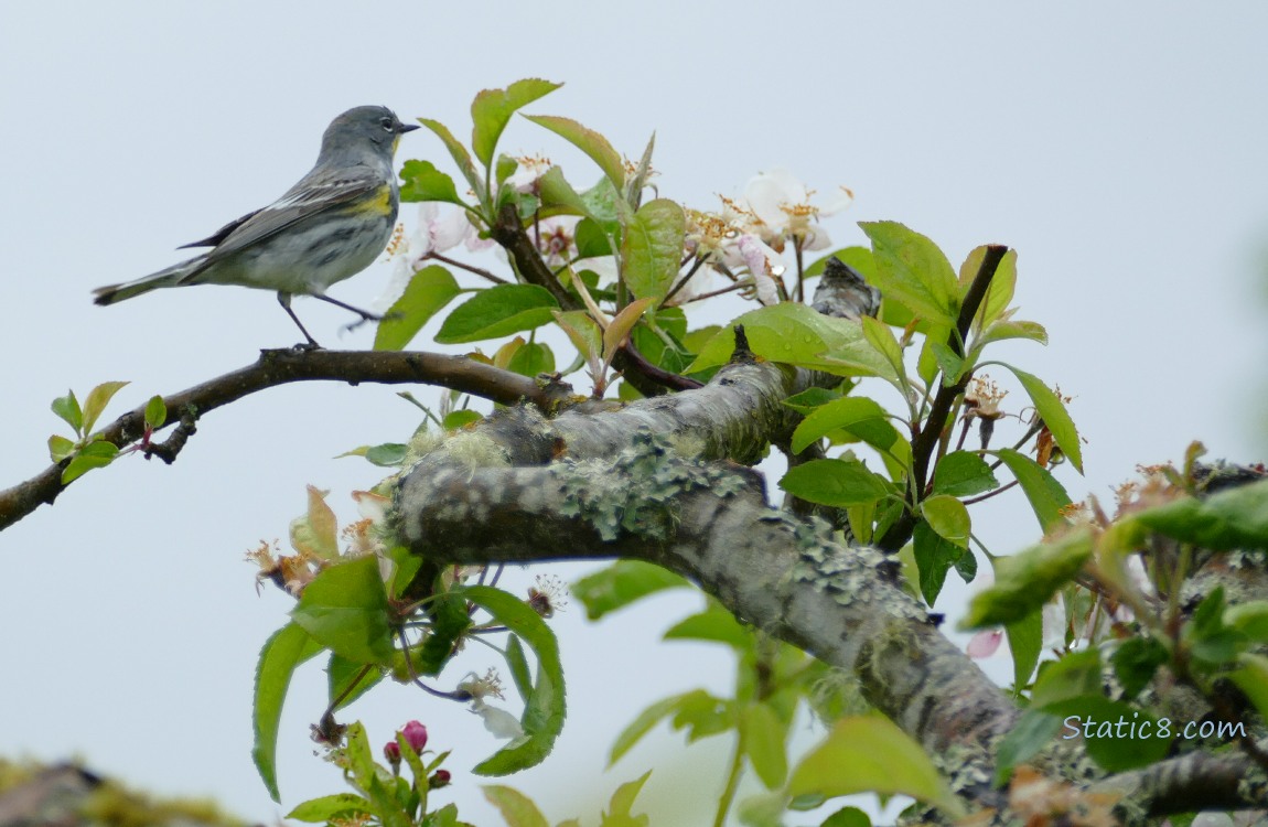 Yellow Rumped Warbler, walking along a branch