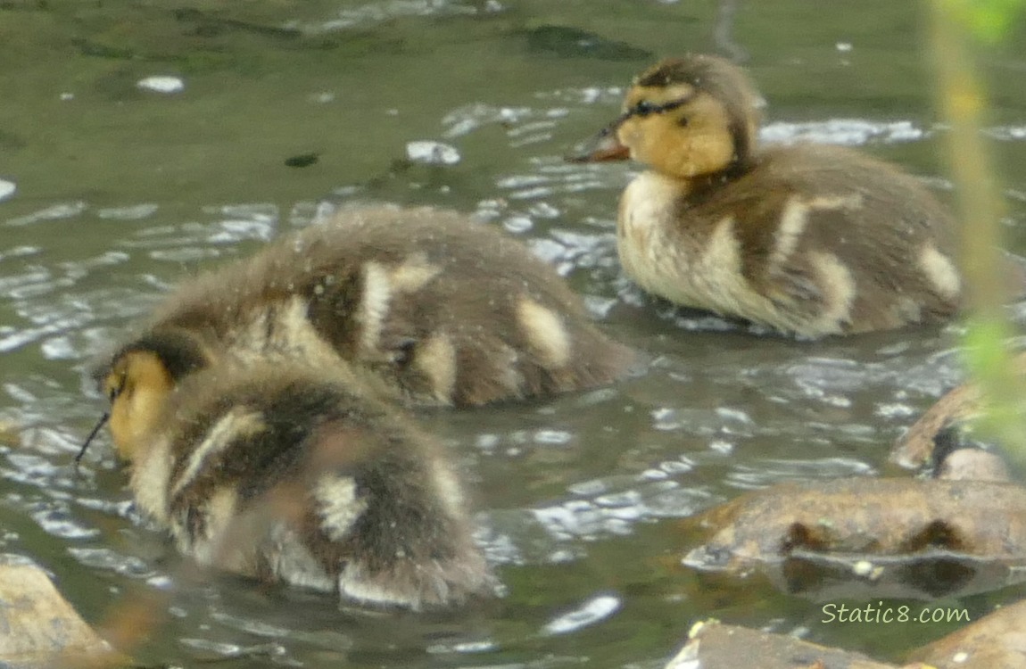 Three ducklings dabling in the water