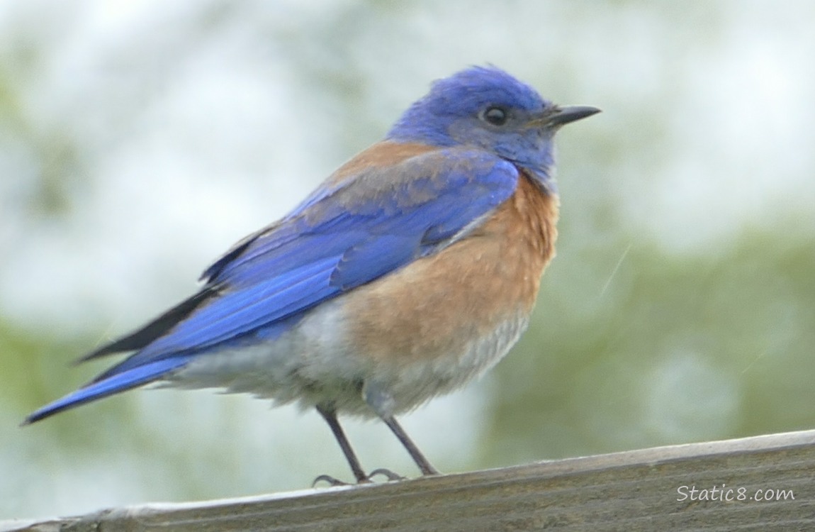 Western Bluebird standing on a wood fence