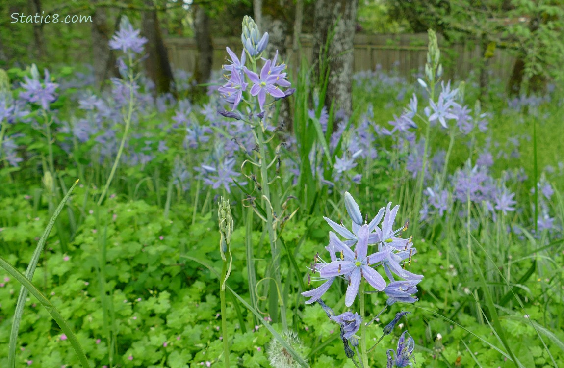 Camas Lilies blooming on the forest floor