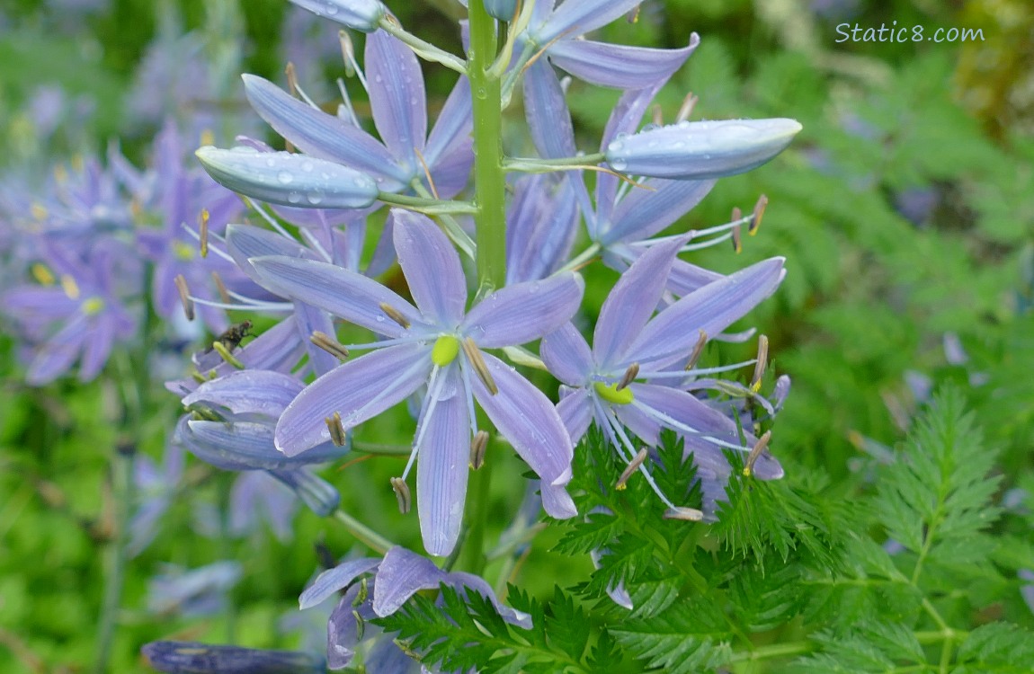 Camas Lilies blooming