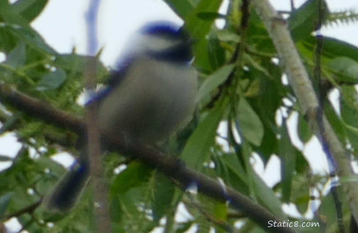 Blurry Chickadee standing on a branch in a tree